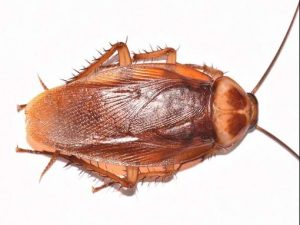 american-cockroach 